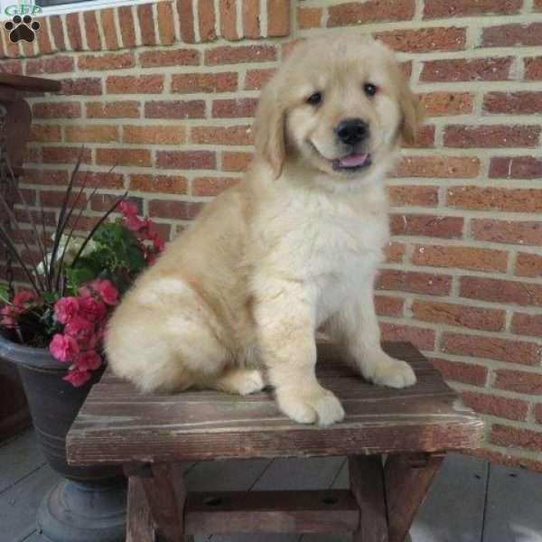 Rex, Golden Retriever Puppy